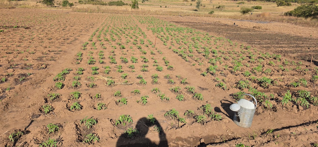 Agricultural Land