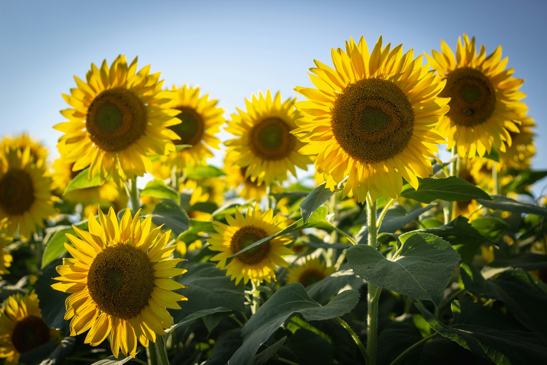 Sunflower Farming