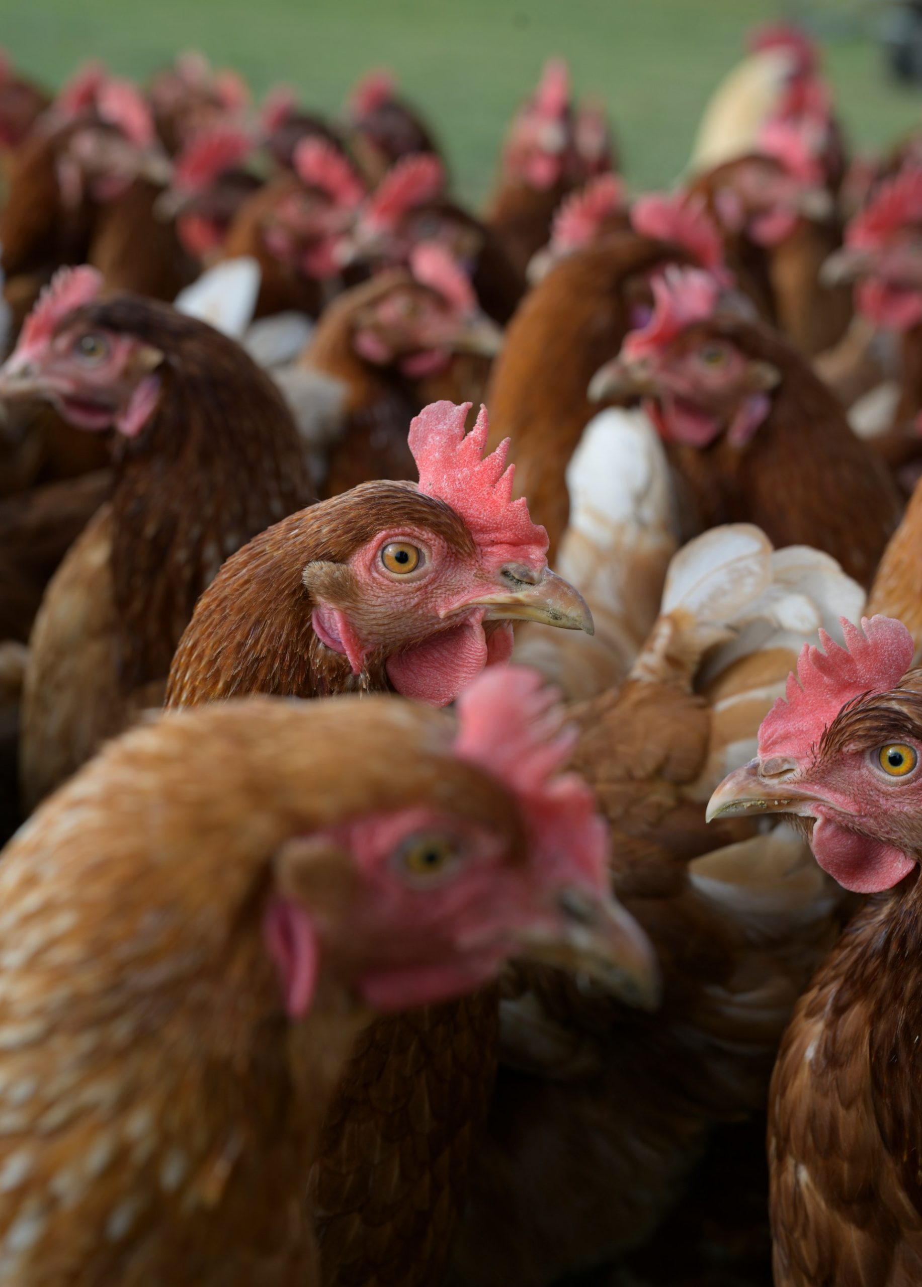 Poultry Farming